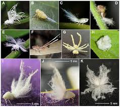 Attēlu rezultāti vaicājumam “nymph”