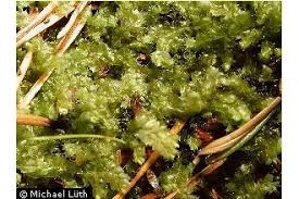 Attēlu rezultāti vaicājumam “Lophocolea bidentata”