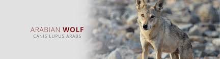 Image result for canis lupus arabs