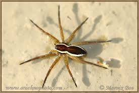 Attēlu rezultāti vaicājumam “Dolomedes fimbriatus”