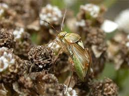 Attēlu rezultāti vaicājumam “Lygus pratensis imago”