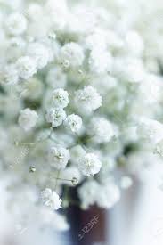 Attēlu rezultāti vaicājumam “Gypsophila paniculata flower”