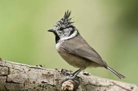 Attēlu rezultāti vaicājumam “Lophophanes cristatus”