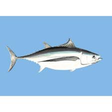 Image result for Thunnus alalunga