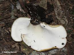 Attēlu rezultāti vaicājumam “Polyporus badius”