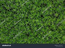 Attēlu rezultāti vaicājumam “Polytrichum formosum”