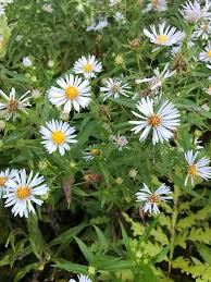 Attēlu rezultāti vaicājumam “Symphyotrichum x salignum leaf”