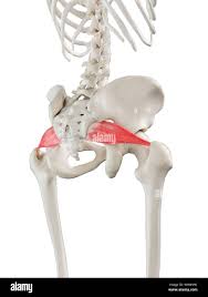 Attēlu rezultāti vaicājumam “Cribraria piriformis stalked”