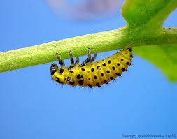 Attēlu rezultāti vaicājumam “Psyllobora vigintiduopunctata”