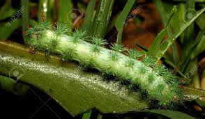 Attēlu rezultāti vaicājumam “Saturniidae”