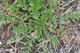 Attēlu rezultāti vaicājumam “Erodium cicutarium leaf”