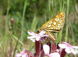 Attēlu rezultāti vaicājumam “Carterocephalus palaemon upperside”