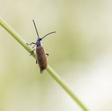 Attēlu rezultāti vaicājumam “Chrysanthia geniculata”