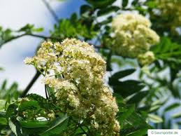 Attēlu rezultāti vaicājumam “Sorbus aucuparia flower”