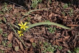 Attēlu rezultāti vaicājumam “Gagea pratensis flower”