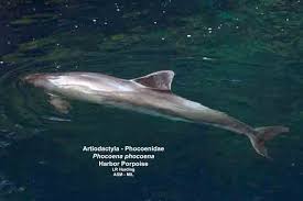 Image result for Phocoena phocoena