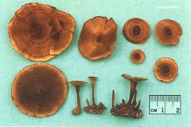 Attēlu rezultāti vaicājumam “Coltricia perennis”