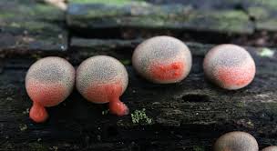 Attēlu rezultāti vaicājumam “Lycogala cf. oleocrystalliferum sessile”