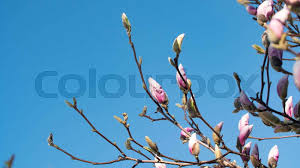 Attēlu rezultāti vaicājumam “Magnolia cylindrica flower”