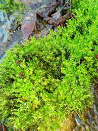 Attēlu rezultāti vaicājumam “Calliergonella cuspidata”