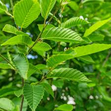 Attēlu rezultāti vaicājumam “Carpinus betulus leaf”