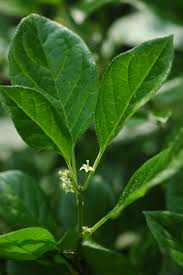 Attēlu rezultāti vaicājumam “Celastrus flagellaris”