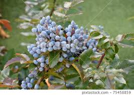 Attēlu rezultāti vaicājumam “Mahonia aquifolium fruit”