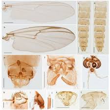 Attēlu rezultāti vaicājumam “Cricotopus male”