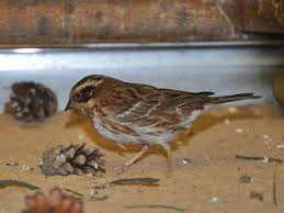 Image result for Emberiza rustica