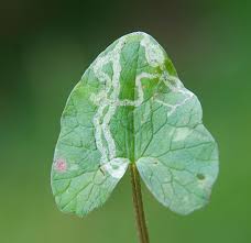 Attēlu rezultāti vaicājumam “Phytomyza ranunculi”