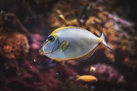 Image result for Naso lituratus