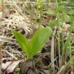 Attēlu rezultāti vaicājumam “Liparis loeselii leaf”