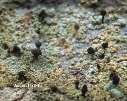 Attēlu rezultāti vaicājumam “Chaenotheca ferruginea”