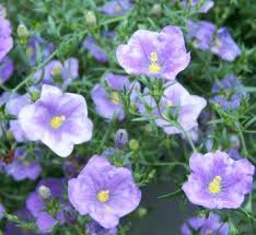 Image result for Nierembergia