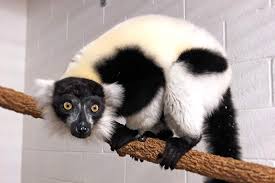 lemur ile ilgili görsel sonucu