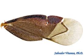 Attēlu rezultāti vaicājumam “Miridae”