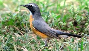 Image result for Irania gutturalis