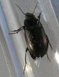 Attēlu rezultāti vaicājumam “Amara sp.”