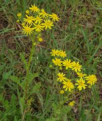 Attēlu rezultāti vaicājumam “Senecio vernalis bud”