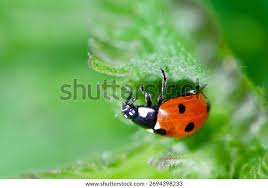 Attēlu rezultāti vaicājumam “Coccinella septempunctata imago”