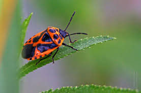 Attēlu rezultāti vaicājumam “Eurydema dominulus imago”