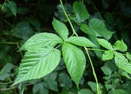 Attēlu rezultāti vaicājumam “Rubus nessensis”