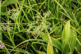 Attēlu rezultāti vaicājumam “Scirpus sylvaticus”