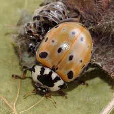 Attēlu rezultāti vaicājumam “Anatis ocellata”