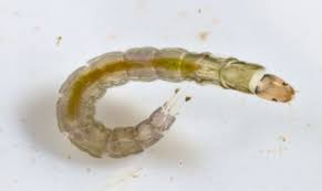 Attēlu rezultāti vaicājumam “Chironomidae larvae”