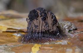 Attēlu rezultāti vaicājumam “Stemonitis fusca spores”