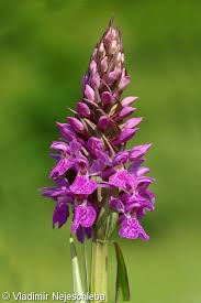 Attēlu rezultāti vaicājumam “Dactylorhiza incarnata leaf”