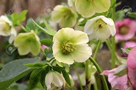 Image result for Christrose