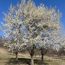 Attēlu rezultāti vaicājumam “Prunus domestica subsp. insitita”