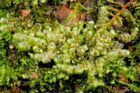 Attēlu rezultāti vaicājumam “Scapania irrigua”